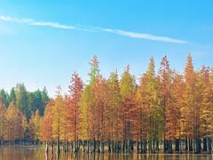 -白鹭湾湿地公园