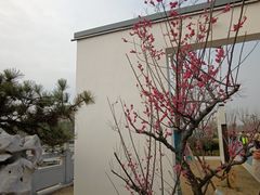 -枫桥景区