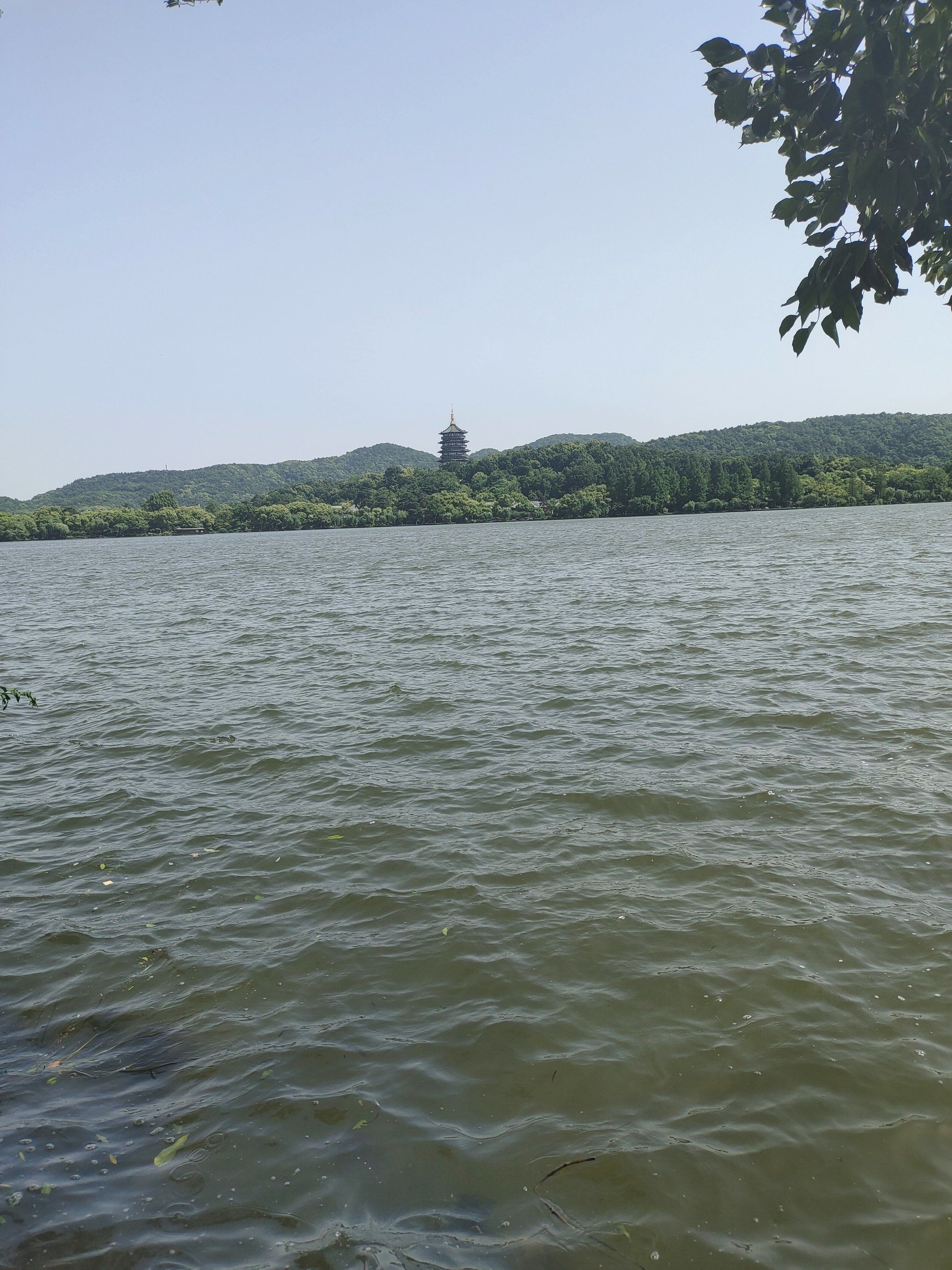 夏季的西湖美景,湖光树影,美不剩收!