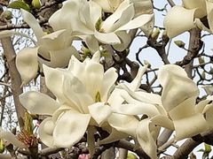 -桃花堤公园