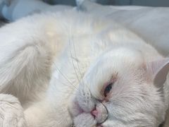 -猫腻·猫咖·撸猫馆(星光大道店)