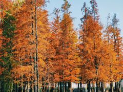 -白鹭湾湿地公园