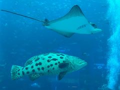 -亚龙湾海底世界