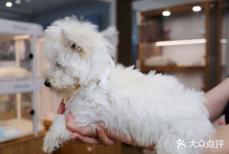 翊宠yipet猫狗购宠庄园图片