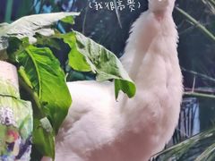 -正佳雨林生态植物园