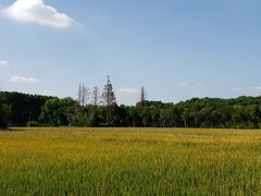 -广富林郊野公园