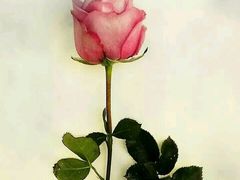 -麦斯汀烘焙坊(建昌兴隆店)