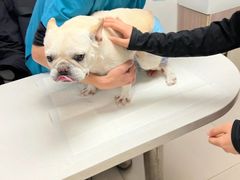 -艾贝尔宠物医院 ·中兽医·宠保定点(北门桥店)