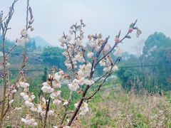 -成都蒲江花样年福朋喜来登度假酒店·宜客乐西餐厅