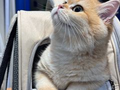 -伟伟宠物医院·CT影像中心·瑞派犬猫综合性门诊(汉口总院)