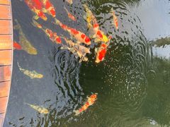 -麻小劲菌汤麻辣烫(体育西路店)