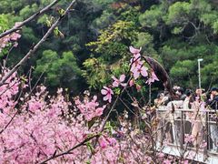 -狐尾山公园
