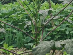 -两河城市森林公园