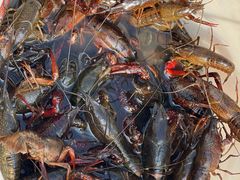 -同銮特种养殖场·龙虾垂钓