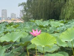 -WhaleSports户外水上运动俱乐部(朝阳公园店)