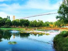 -滕州微山湖红荷湿地景区