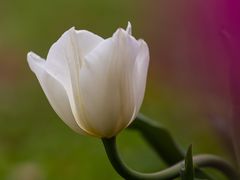-上海鲜花港