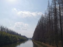 -黄海国家森林公园