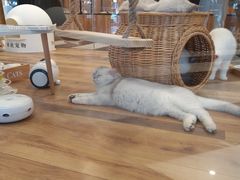 -袖虎·猫馆(体育西路店)