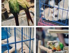 -青石桥花鸟鱼虫市场(叠翠城店)