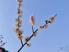 -无锡梅园公园
