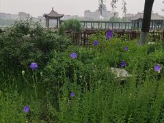 -莲花池公园