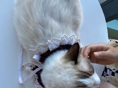 -怪兽屋·羊驼·猫咖·狗咖(俊华广场店)