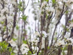 -南汇桃花村