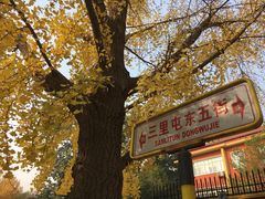 -三里屯东五街银杏大道