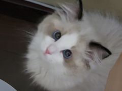 -猫十亿·布偶金渐层·曼基康矮脚猫舍(青年路店)