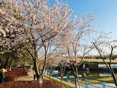 -高东镇樱花园