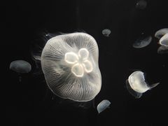 -大阪海游馆
