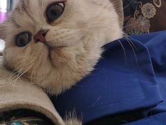 -宠爱国际动物医院· 猫科· 外科·中兽医(长白店)