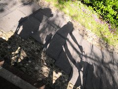 -合肥滨湖国家森林公园