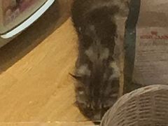 -Pets First伊珊娜洗护·精致美容·家庭式寄养(新会路店)