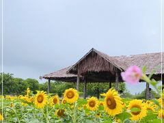 -上海杨姆庄园