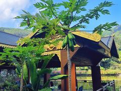 -西双版纳原始森林公园