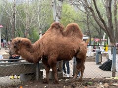 -长白岛森林公园