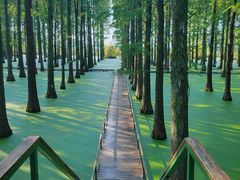 -渌洋湖湿地公园