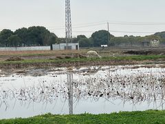 -嘉北郊野公园