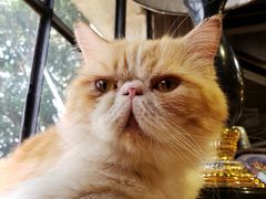 -more than meow吴止猫主题餐厅(承德 中船汇店)