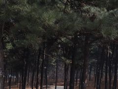 -北京西山国家森林公园