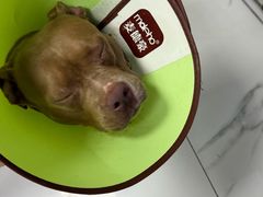 -嘉馨宠物医院·CT影像转诊·心脏科·犬猫全科诊疗中心(下沙大学城院区)