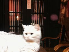 -猫色咖啡·猫咖