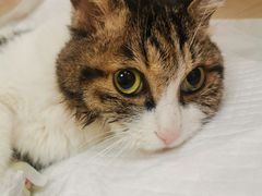 -北京观赏动物医院·24小时大型综合·猫专科·异宠专科