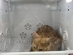 -嘉馨宠物医院·CT影像转诊·心脏科·犬猫全科诊疗中心(下沙大学城院区)