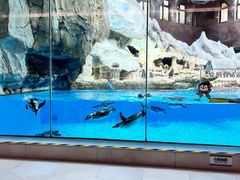 -帝企鹅自助餐厅•儿童岛•真企鹅(长隆企鹅酒店)