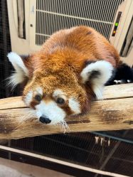 -Zoolung Zoolung动物主题公园(海信广场店)