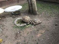 -清迈夜间动物园