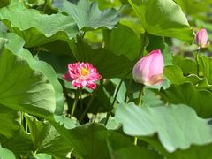 -莲花池公园